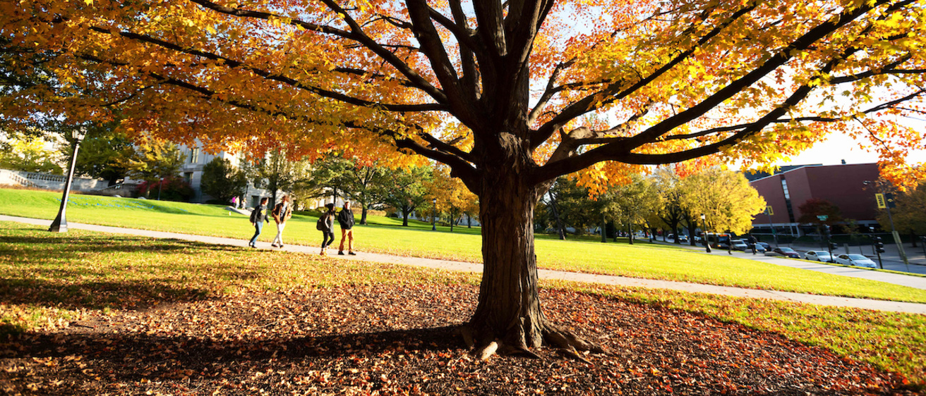 Students walking under tree with fall colors